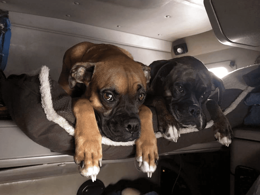 two dogs in their own space in the sleeper cab