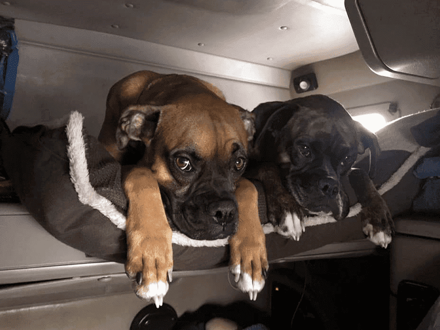 TT-BlogImage-0523-ArticleImages4 Trailer Transit Inc. | Two furry friends lounging on a bed inside a mobile vehicle.