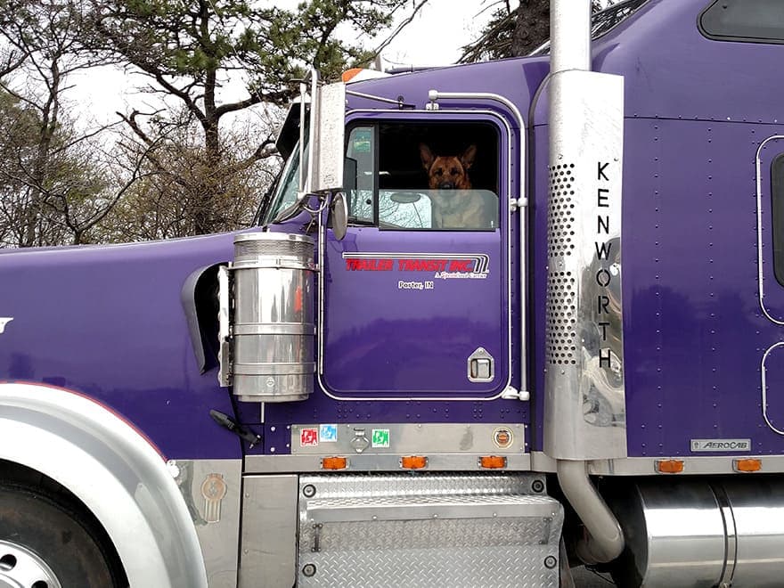 Trailer Transit Owner Operator Sammy's truck with his trusty German Shepherd in the driver seat