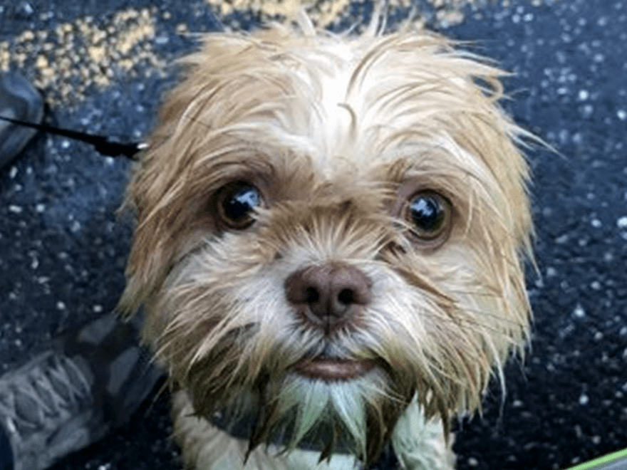 TT-BlogImage-1023-ArticleImages-6 Trailer Transit Inc. | A small, wet dog with light brown fur looks up at the camera while standing on a paved surface, likely awaiting its owner.