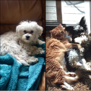 Trailer Transit Inc. | A white dog on a blue blanket and an orange cat snuggling with a black and white dog.