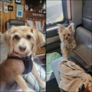 Trailer Transit Inc. | A tan Bea-tzu dog with a harness sits on owner's lap. A small Morkie dog sitting in the passenger seat of its owner's rig.