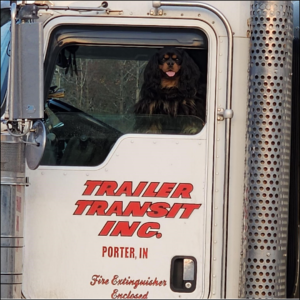 Trailer Transit Inc. | A Cavalier King Charles Spaniel looks out from the driver's seat of a truck with the Trailer Transit, inc. logo on the side.