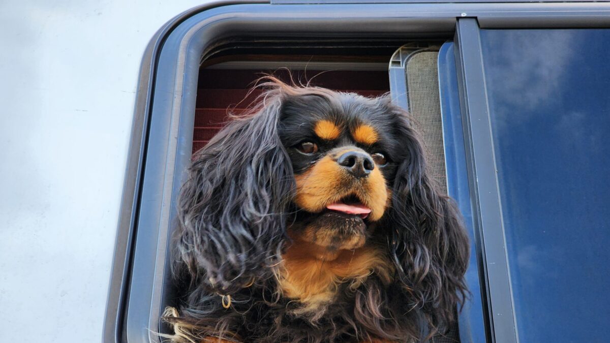 Trailer Transit Inc. | A cavalier king charles spaniel looking out from the cab of a truck.