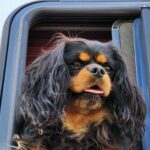 Trailer Transit Inc. | A cavalier king charles spaniel looking out from the cab of a truck.