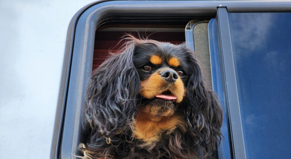 Trailer Transit Inc. | A cavalier king charles spaniel looking out from the cab of a truck.