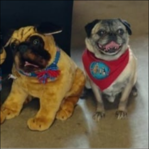 Trailer Transit Inc. | A pug wearing a red bandana and a plush toy pug sitting side by side.