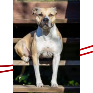 Trailer Transit Inc. | An American Staffordshire dog sitting upright on a wooden staircase.
