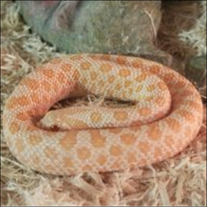 Trailer Transit Inc. | An orange and white patterned snake coiled on a bed of wood shavings.
