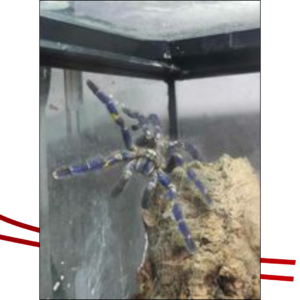 Trailer Transit Inc. | A blue and yellow tarantula perched on a piece of wood inside a glass enclosure.
