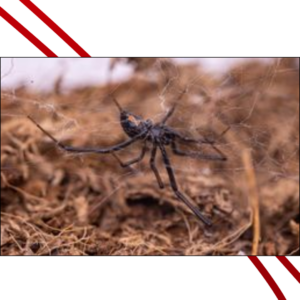 Trailer Transit Inc. | A black widow spider navigating through a web-covered terrain.