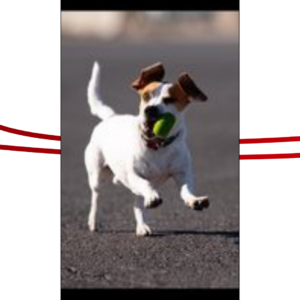 Trailer Transit Inc. | A joyful Jack Russel Terrier catching a tennis ball.