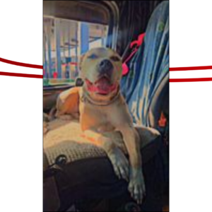 Trailer Transit Inc. | A friendly Pitbull sitting in the passenger seat of a semi-truck with sunlight streaming in, looking contented.