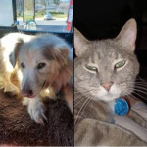 Trailer Transit Inc. | A senior Golden retriever resting inside the cab of a truck with sunlight streaming in. A close-up of a grey cat with a blue collar looking directly at the camera.