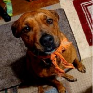 Trailer Transit Inc. | A reddish-brown dog with an orange bandana, sitting on a carpet looking upwards at owner taking the picture.