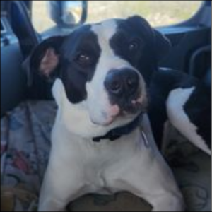 Trailer Transit Inc. | A large black and white dog with a curious expression laying in his owner's rig.