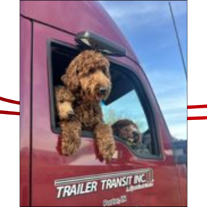 Trailer Transit Inc. | Three brown Poodles lean out of the passenger window of a red trailer transit truck.