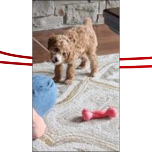 Trailer Transit Inc. | A small brown poodle puppy stands on a patterned rug, playing with owner.