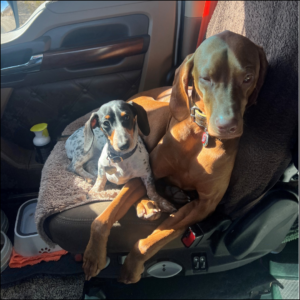 Trailer Transit Inc. | A Vizsla and a tri-colored Dachshund sitting together in the passenger seat of a truck bathed in sunlight.
