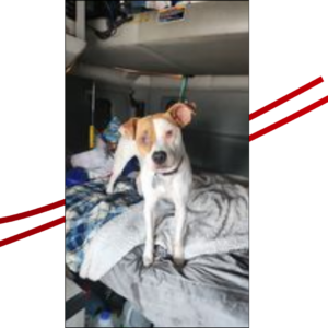 Trailer Transit Inc. | A white and orange mix dog standing on a sleeper cab bed with blankets.