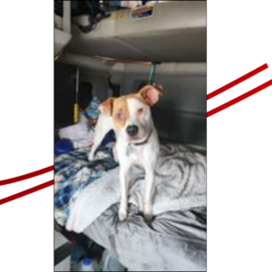 Trailer Transit Inc. | A white and orange mix dog standing on a sleeper cab bed with blankets.