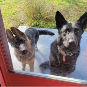 Trailer Transit Inc. | Two German Shepherds waiting patiently outside a glass patio door.