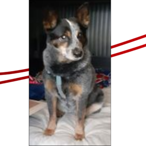 Trailer Transit Inc. | A seated tricolor blue heeler with perked ears and a blue collar sitting in a truck sleeper cab.