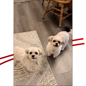 Trailer Transit Inc. | Two small, fluffy white dogs standing on a patterned rug indoors, looking at the camera.