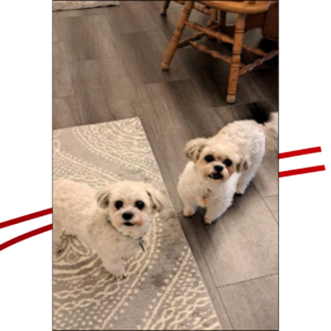 Trailer Transit Inc. | Two small, fluffy white dogs standing on a patterned rug indoors, looking at the camera.