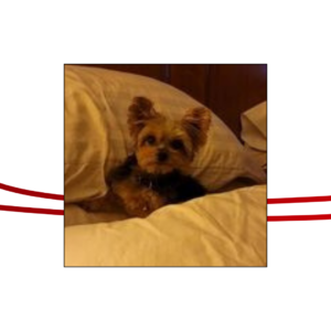 Trailer Transit Inc. | A small Yorkie nestled in bed with pillows around it.