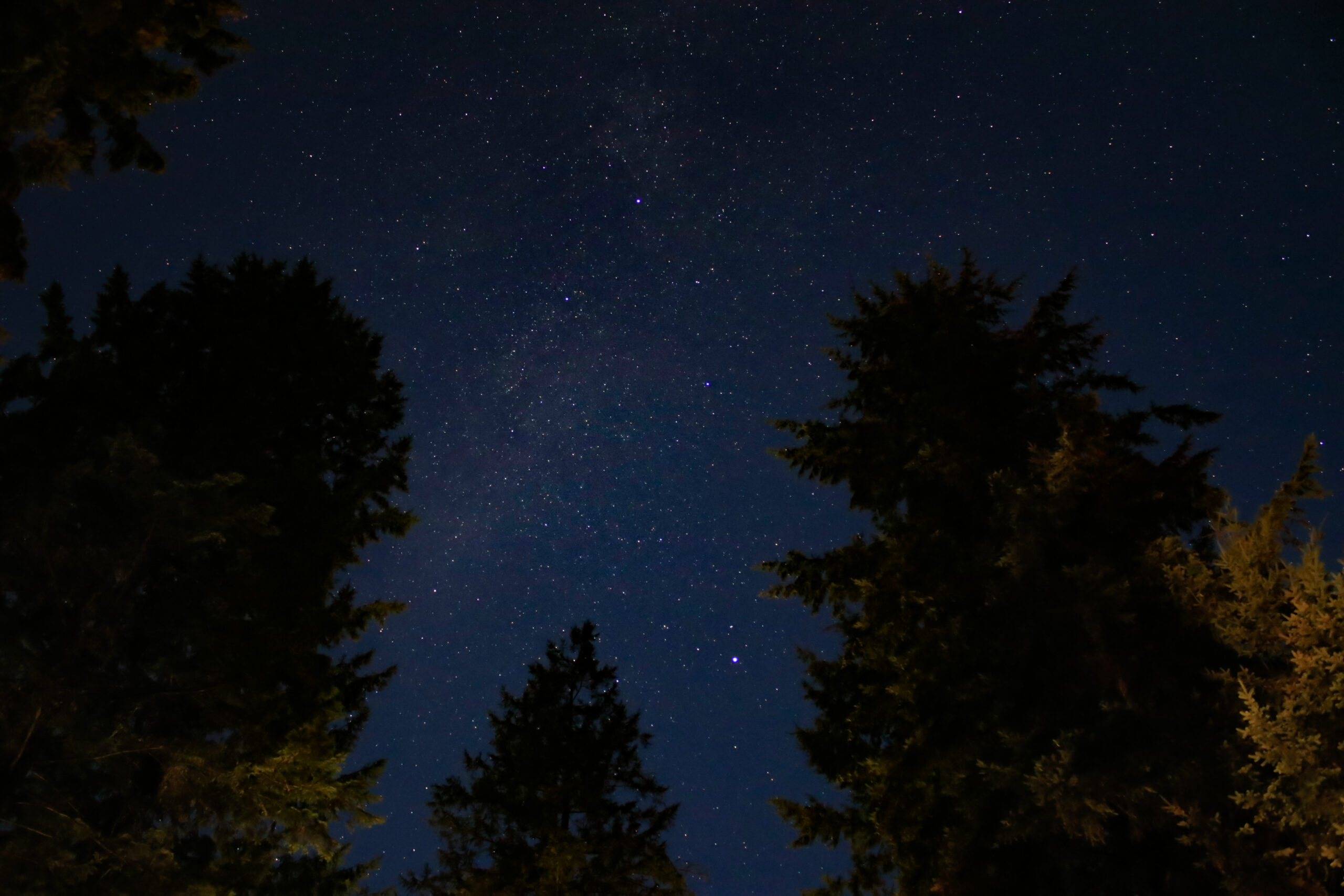 Trailer Transit Inc. | Night sky with numerous stars, framed by the silhouettes of tall trees on both sides.