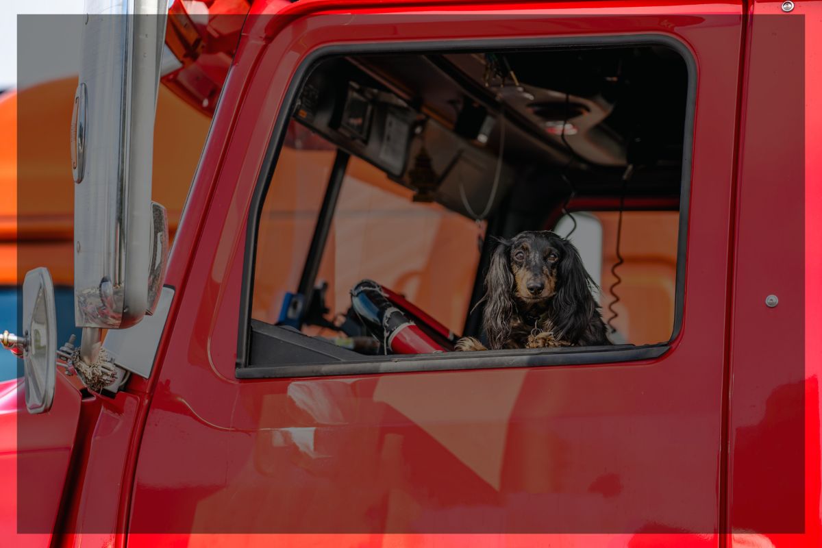 Trailer Transit Inc. | A black and brown dachshund sits inside the cab of a red Owner Operator truck, looking out of the open driver’s side window.