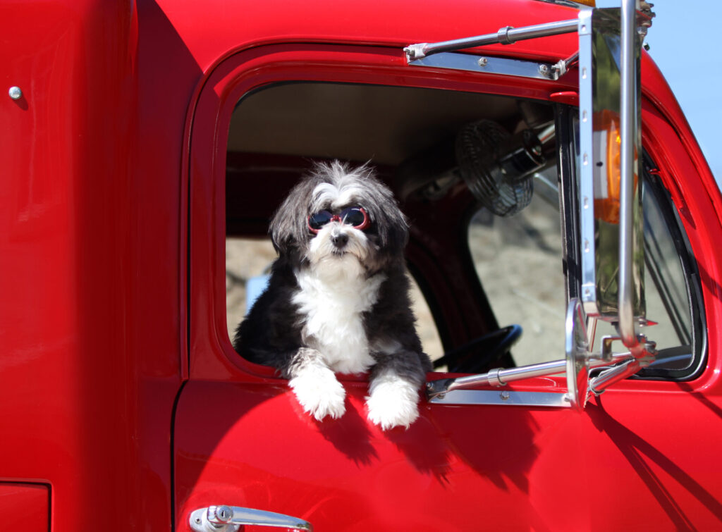 Trailer Transit Inc. | A small black and white dog wearing sunglasses looks out the window of a bright red truck, showing the joy of bringing companions on the road in trucking.