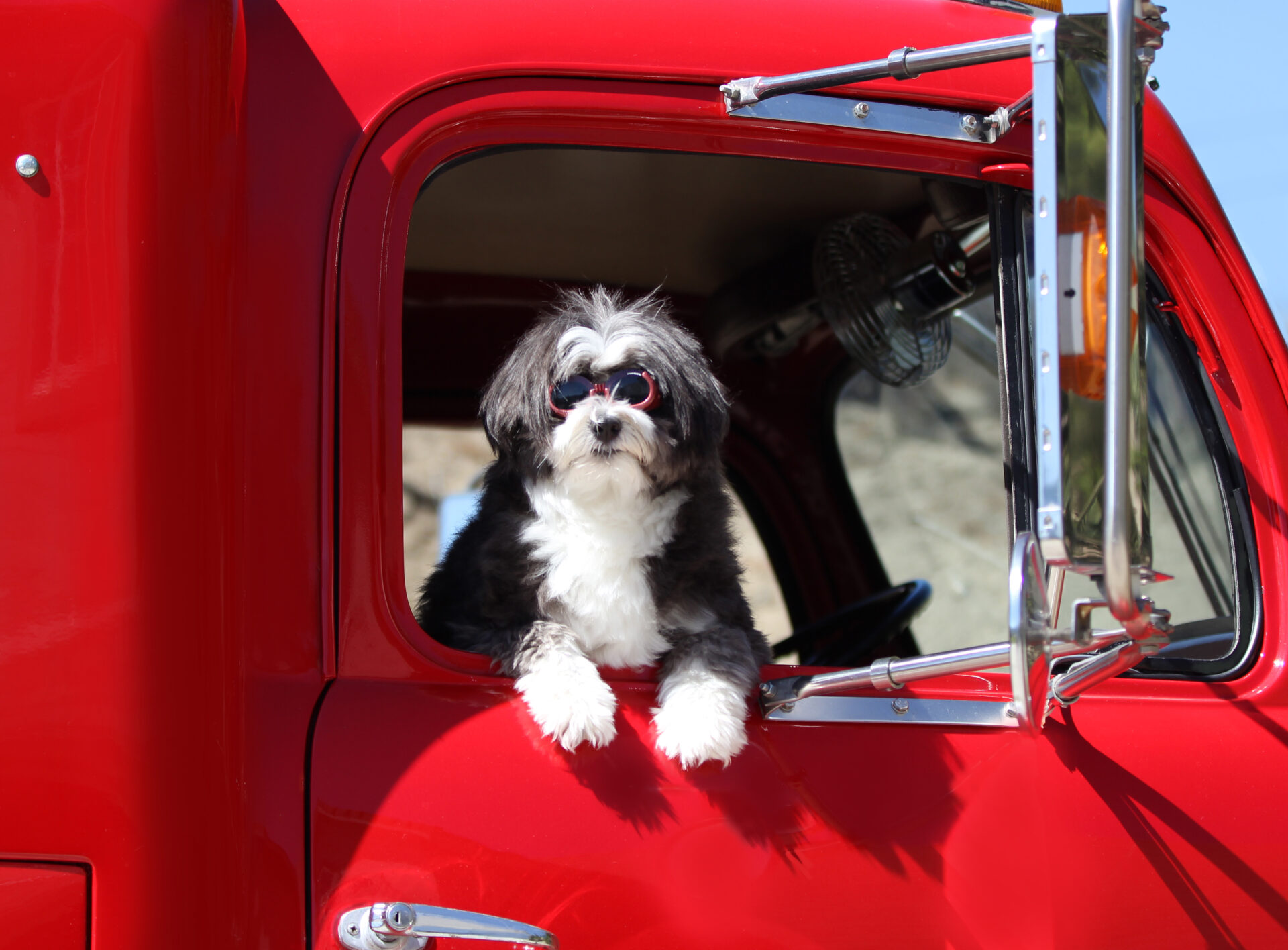Trailer Transit Inc. | A small black and white dog wearing sunglasses looks out the window of a bright red truck, showing the joy of bringing companions on the road in trucking.