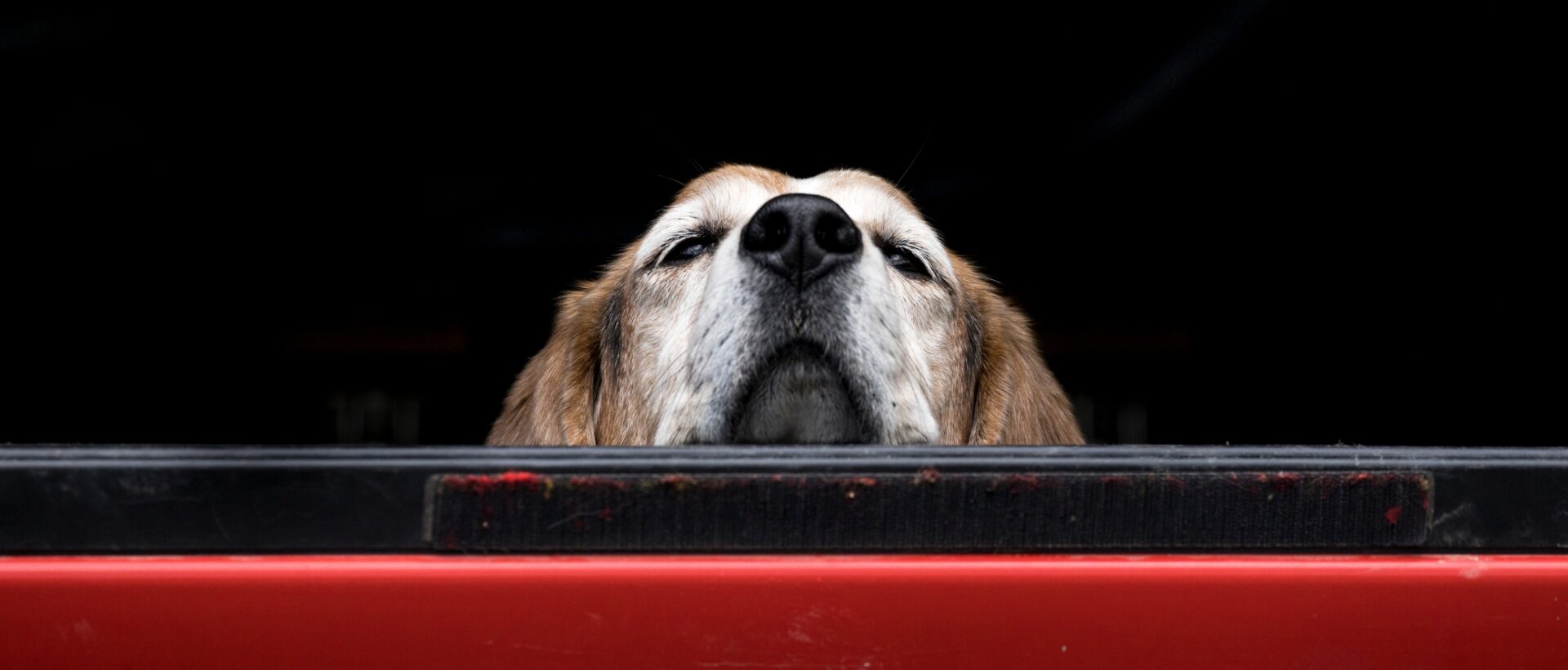 Trailer Transit Inc. | A dog pokes its nose and face above a red and black surface, looking up with its nose prominently in the foreground—a perfect reminder of the joy of bringing companions on the road in trucking against a dark background.