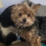 Trailer Transit, Inc. | A small, scruffy brown and tan dog with a blue tag on its collar sits on a couch, looking toward the camera.
