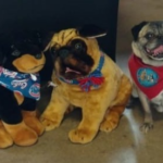 Trailer Transit, Inc. | A pug wearing a red bandana sits beside two stuffed dogs, one black and brown and the other tan, both wearing blue bandanas.