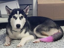 Trailer Transit, Inc. | A black and white Husky with a pink-dyed tail tip lies on a light gray rug near a cardboard box and shelves.