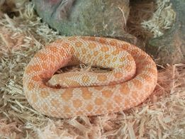 Trailer Transit, Inc. | Orange and white patterned snake coiled on a bed of light-colored wood shavings.