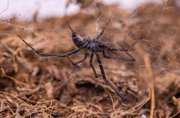 Trailer Transit, Inc. | Black spider on its web above brown soil and dried plant material, with blurred background.