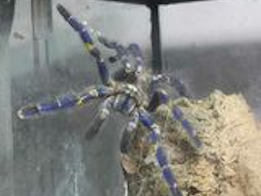 Trailer Transit, Inc. | A large blue and yellow tarantula is climbing on the side of a glass enclosure with some bedding material at the bottom.