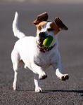 Trailer Transit, Inc. | A small white dog with brown markings runs on pavement, carrying a green ball in its mouth.