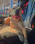 Trailer Transit, Inc. | A brown and white dog is sitting on the front passenger seat of a vehicle, looking forward with its mouth open, appearing relaxed and content.