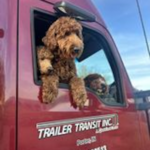 Trailer Transit, Inc. | A brown, curly-haired dog looks out of a red truck window with "Trailer Transit Inc." written on the door.