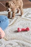 Trailer Transit, Inc. | A small brown curly-haired puppy stands on a rug near a person's legs, with a pink dog toy shaped like a bone on the floor in front of it.