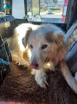 Trailer Transit, Inc. | A fluffy white dog with light brown patches lies on a brown rug inside a vehicle, looking slightly to the side. Sunlight streams through the windows in the background.