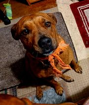 Trailer Transit, Inc. | Brown dog with a short coat sits on a rug, wearing an orange bandana, looking up at the camera.