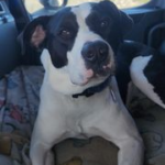 Trailer Transit, Inc. | A black and white dog sits on a blanket in the back seat of a vehicle, looking directly at the camera with a relaxed expression.