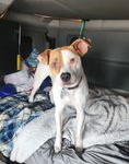 Trailer Transit, Inc. | A white and brown dog with one floppy ear stands on a bed in what appears to be the inside of a vehicle, with blankets and personal items visible around it.