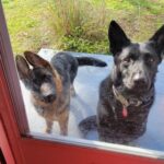 Trailer Transit, Inc. | Two dogs, one tan and black and the other solid black, stand outside on a porch looking through a glass door.